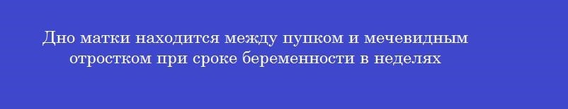 Дно матки находится между пупком и мечевидным отростком при сроке беременности в неделях