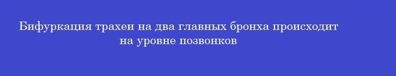 Бифуркация трахеи на два главных бронха происходит на уровне позвонков