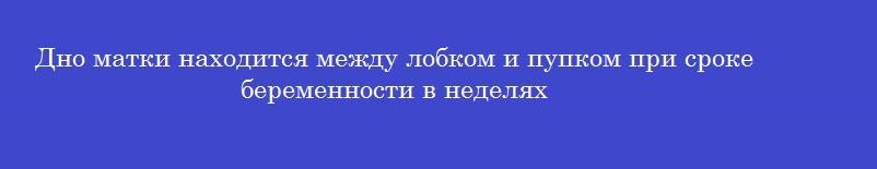 Дно матки находится между лобком и пупком при сроке беременности в неделях