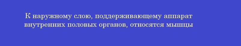 К наружному слою, поддерживающему аппарат внутренних половых органов, относятся мышцы