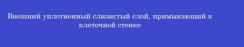 Внешний уплотненный слизистый слой, примыкающий к клеточной стенке