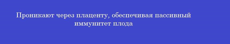 Проникают через плаценту, обеспечивая пассивный иммунитет плода