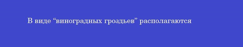 В виде “виноградных гроздьев” располагаются