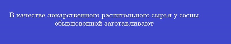 В качестве лекарственного растительного сырья у сосны обыкновенной заготавливают