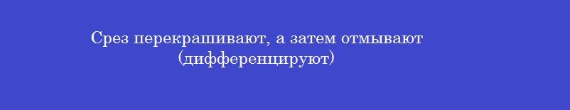 Срез перекрашивают, а затем отмывают (дифференцируют) Срез перекрашивают, а затем отмывают (дифференцируют)