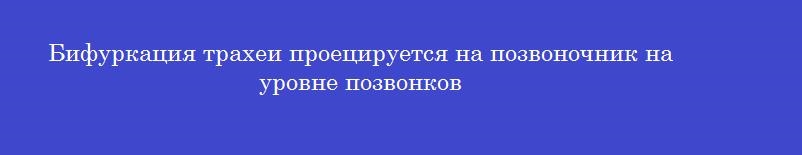 Бифуркация трахеи проецируется на позвоночник на уровне позвонков